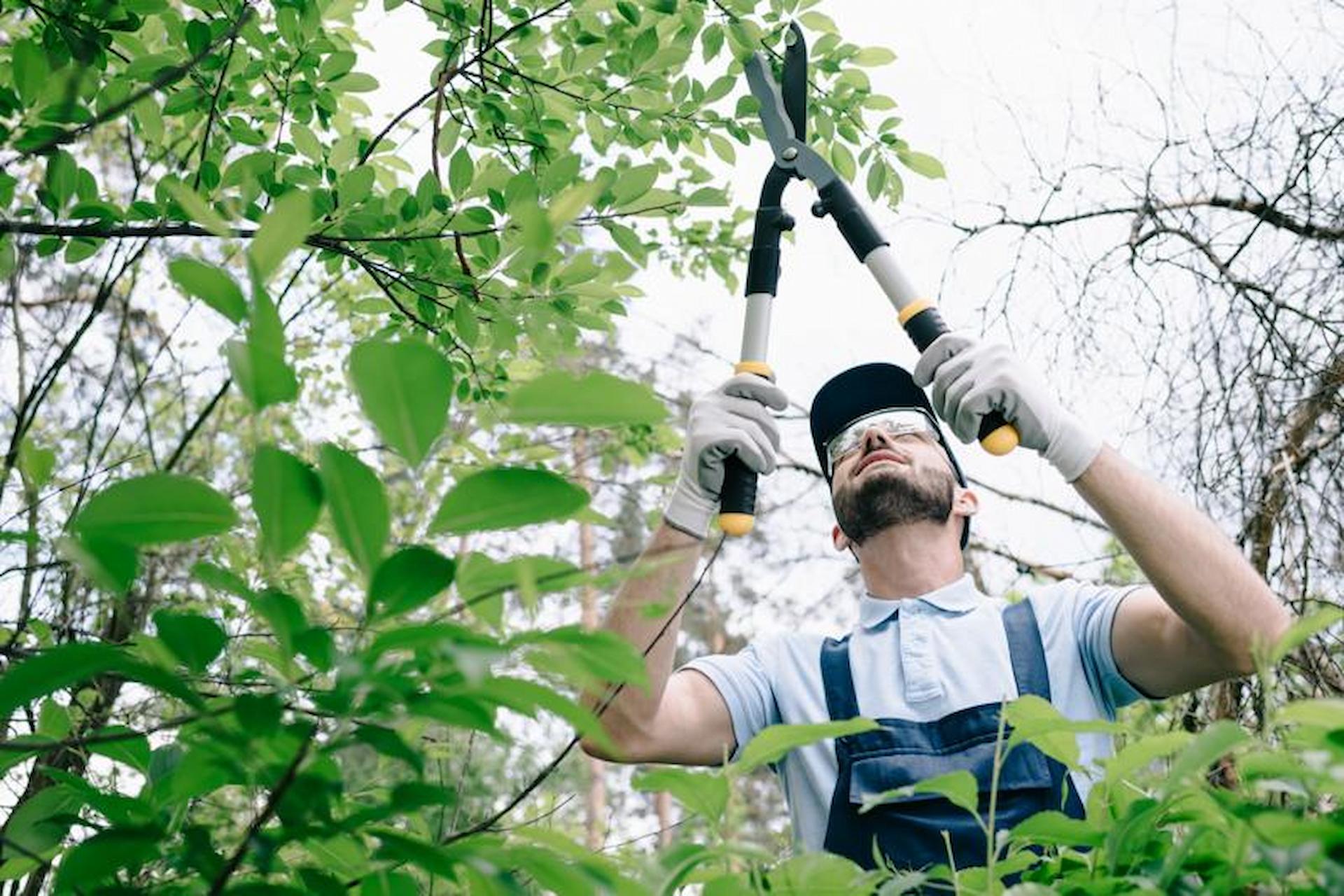 Tree Preservation